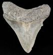 Serrated Megalodon Tooth - South Carolina #43625-1